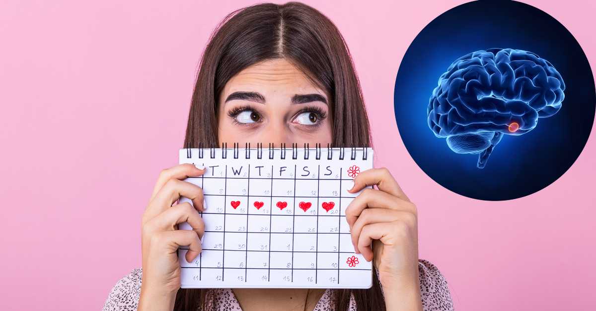 Relación entre menstruación y cerebro