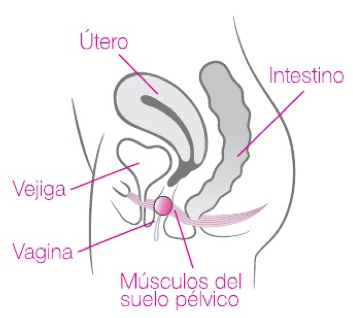 Ejercitadores de Kegel Laselle de Intimina