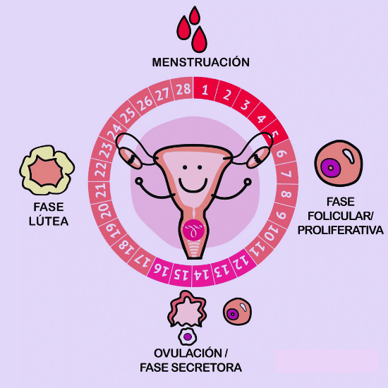 Las fases del ciclo menstrual