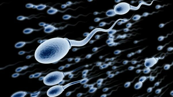 Algunas curiosidades sobre los espermatozoides